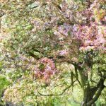 Pink and khaki inspiration for a soft and trendy garden