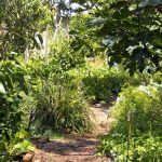 Create a forest garden without breaking the bank using bare roots.