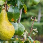 Diseases and Pests of Pear Trees
