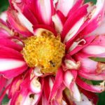 How to care for a dahlia: main diseases and pests