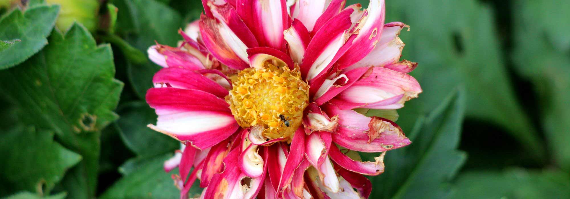 How to care for a dahlia: main diseases and pests