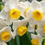 The best daffodils for the south