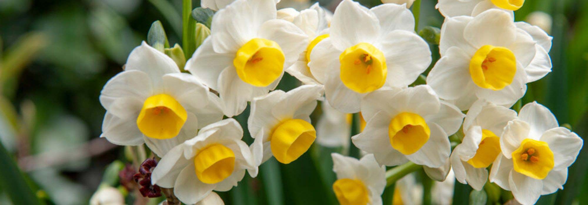 The best daffodils for the south