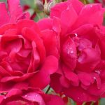 How to mulch roses?
