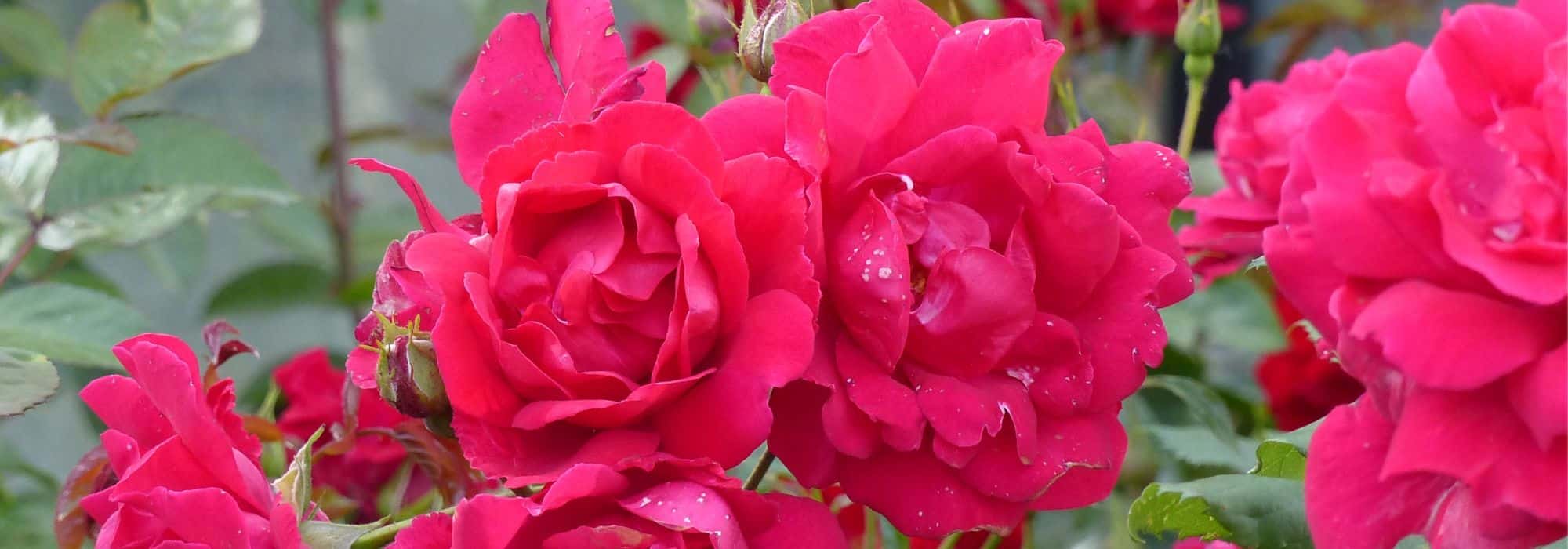 How to mulch roses?