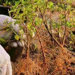 How to plant a hedge with bare roots?