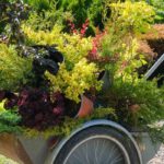 What to plant in autumn?