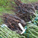 For your plantings, opt for bare roots!