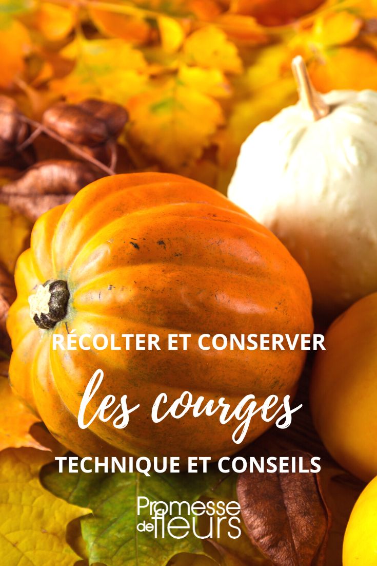 harvesting and storing squashes