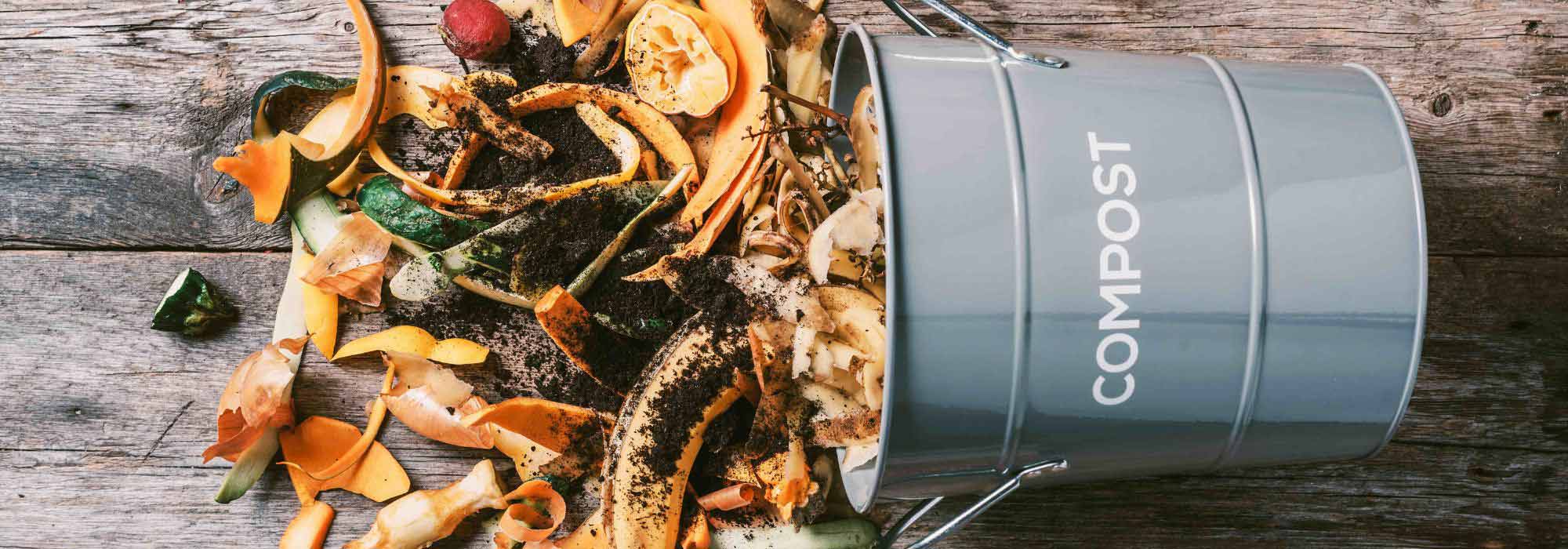 Compost tea: recipe and use in the garden