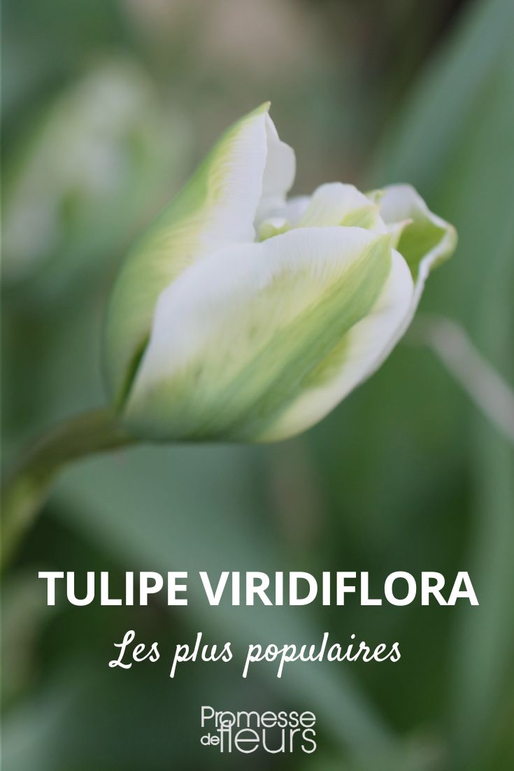 viridiflora tulip viridiflora tulip
