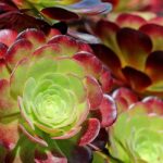 Aeonium: Planting, Growing and Care