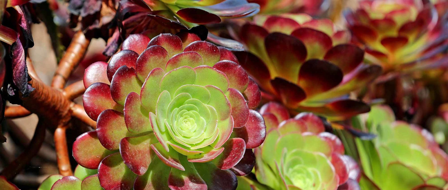 Aeonium: Planting, Growing and Care