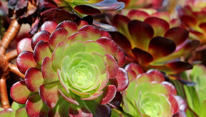 Aeonium: Planting, Growing and Care