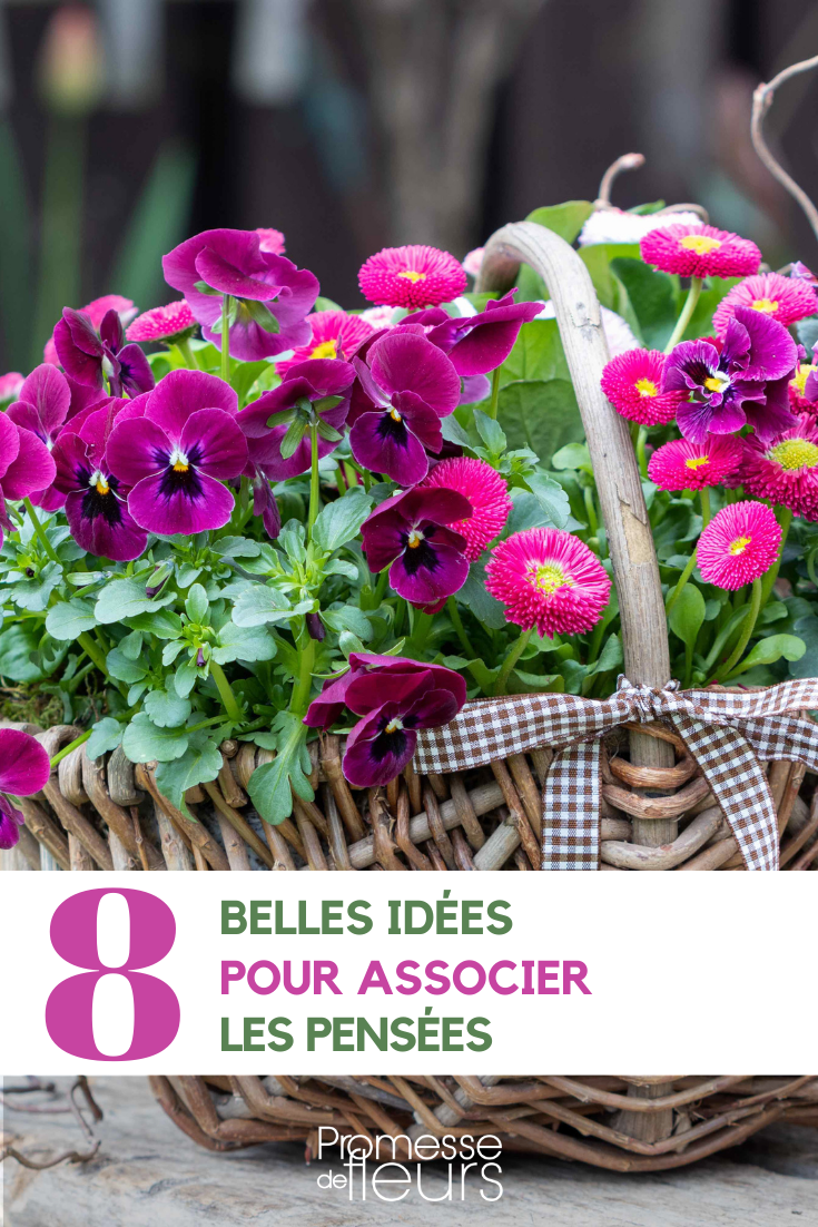 associations with pansies Viola