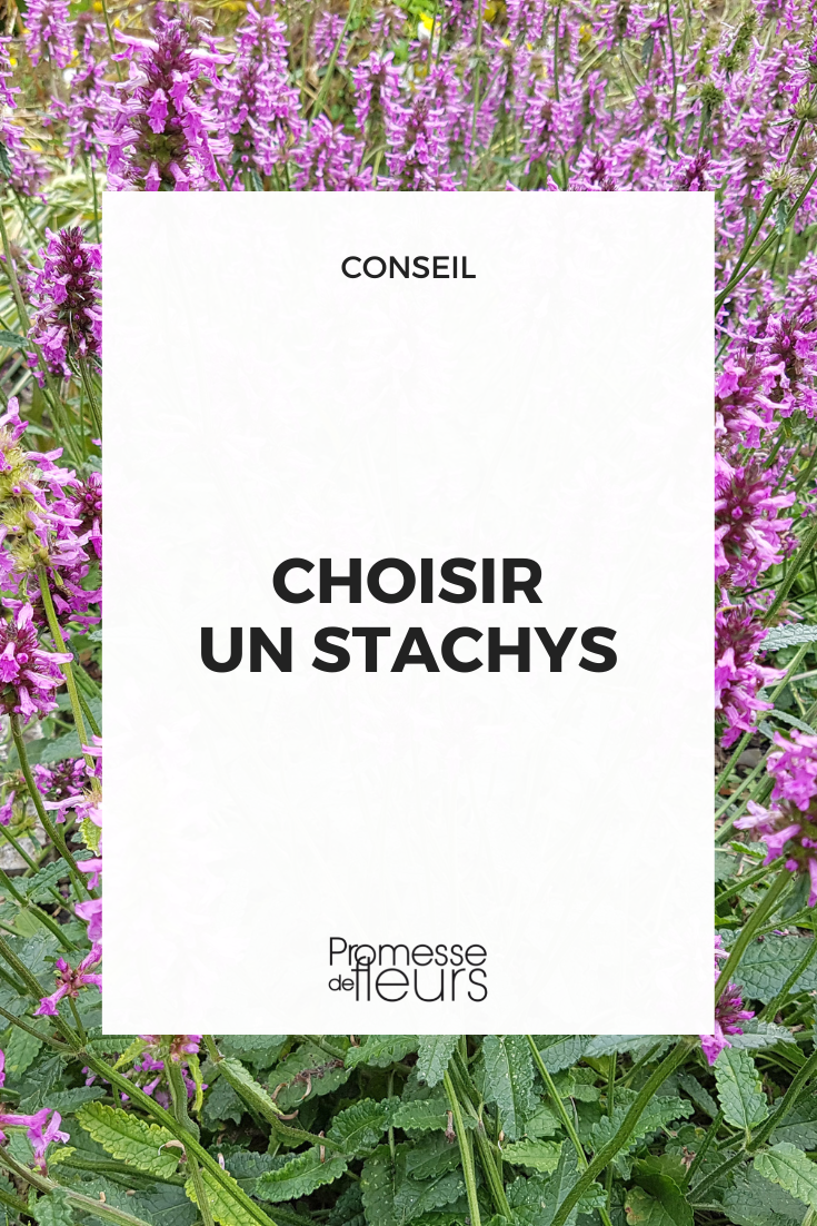 Choose a Lamb's Ear Stachys Selection