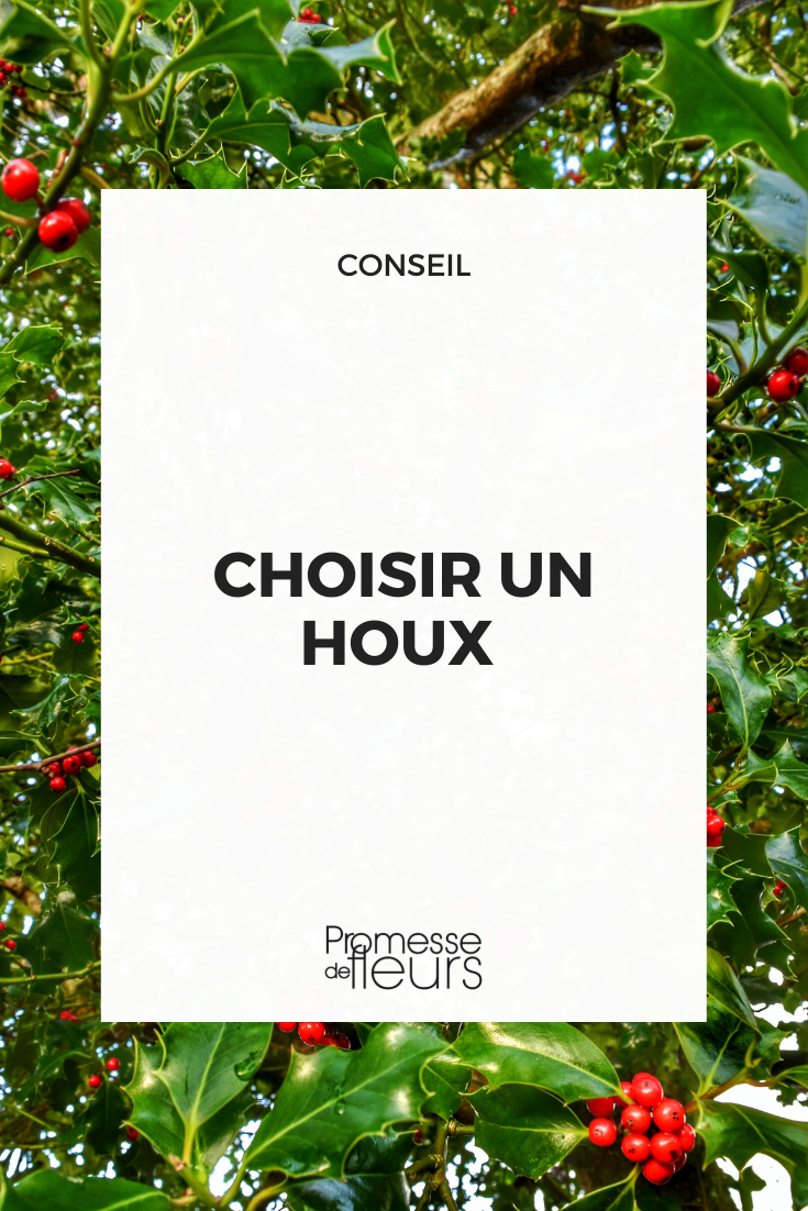 How to choose a holly {glossary} Ilex