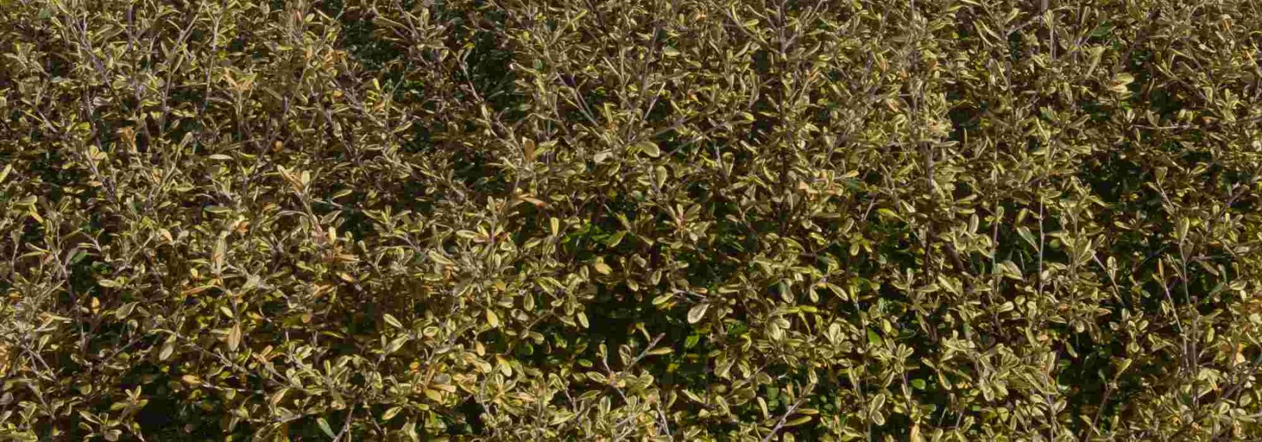 Corokia: Planting and Care