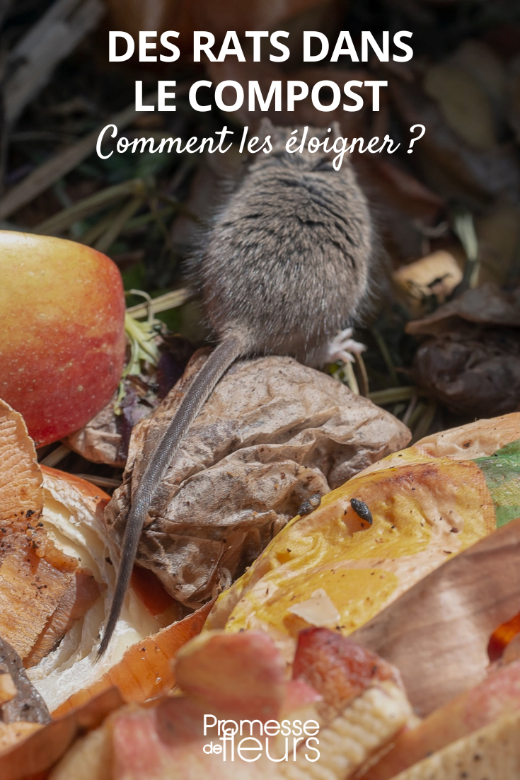 Does compost attract rats? Rats in the compost: how to keep them away