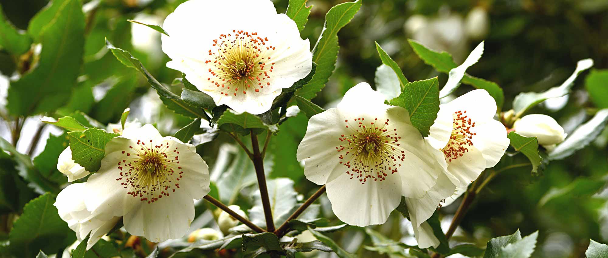 Associate Eucryphia, a beautiful summer-flowering bush.