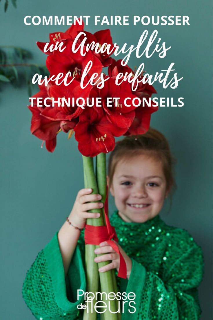 Tutorial with children: planting a Amaryllis bulb