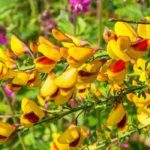 The most beautiful varieties of brooms or Cytisus