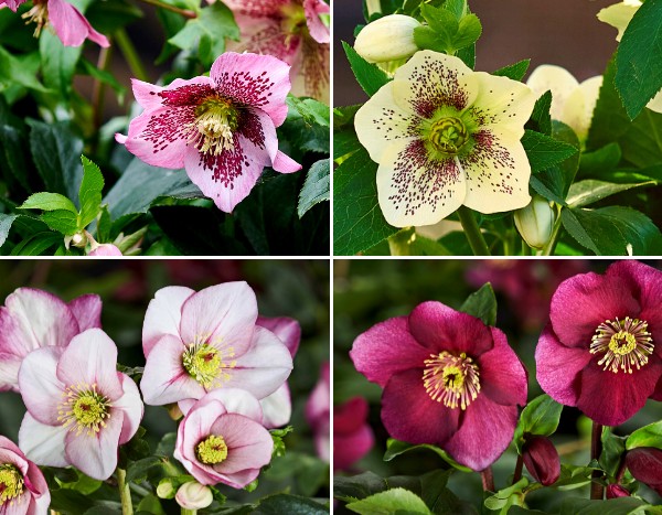 Hellebore: a new generation in our collection