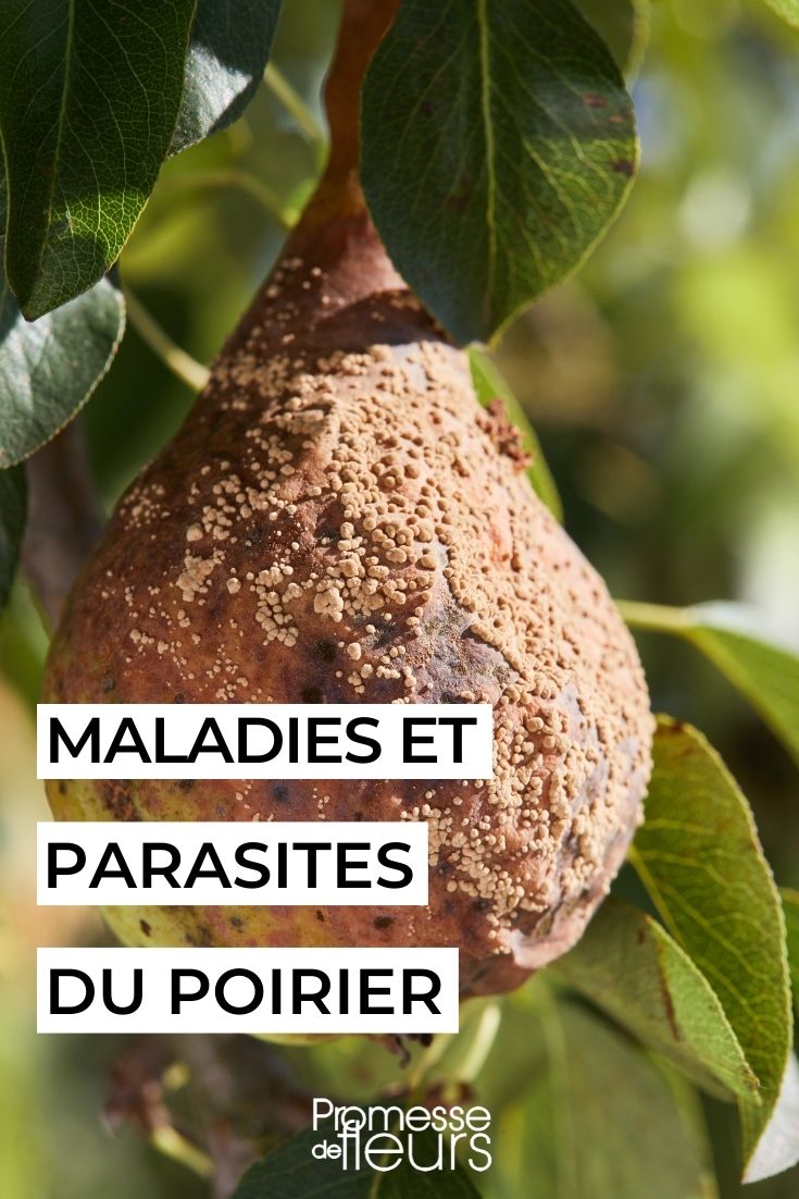 Pear Tree Diseases and Parasites sick pear tree natural treatments