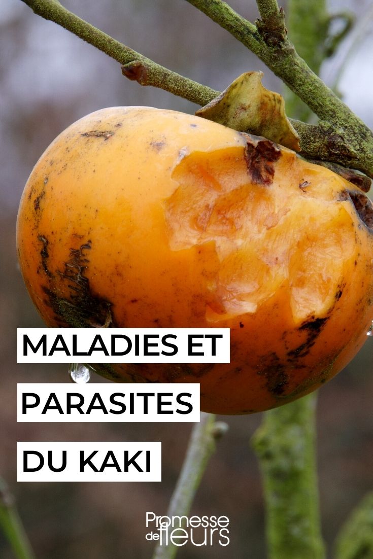Diseases and Parasites of the Persimmon diseases and pests of persimmon tree kaki