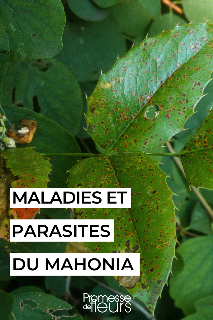 Diseases and Parasites of Mahonia mahonia malade