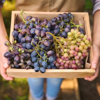 How to store your grapes?