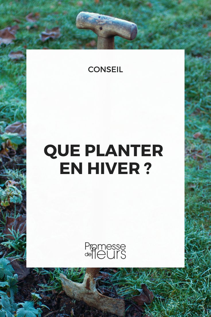 What to Plant in Winter What can be planted during the winter period?