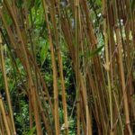 Semiarundinaria - Noble Bamboo: Planting and Growing