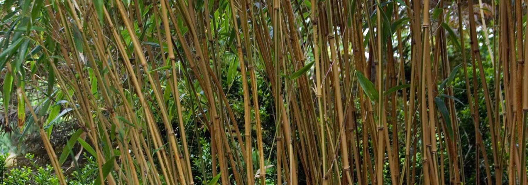 Semiarundinaria - Noble Bamboo: Planting and Growing