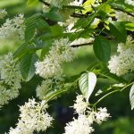 Staphylea - Bladdernut: Planting and Cultivation