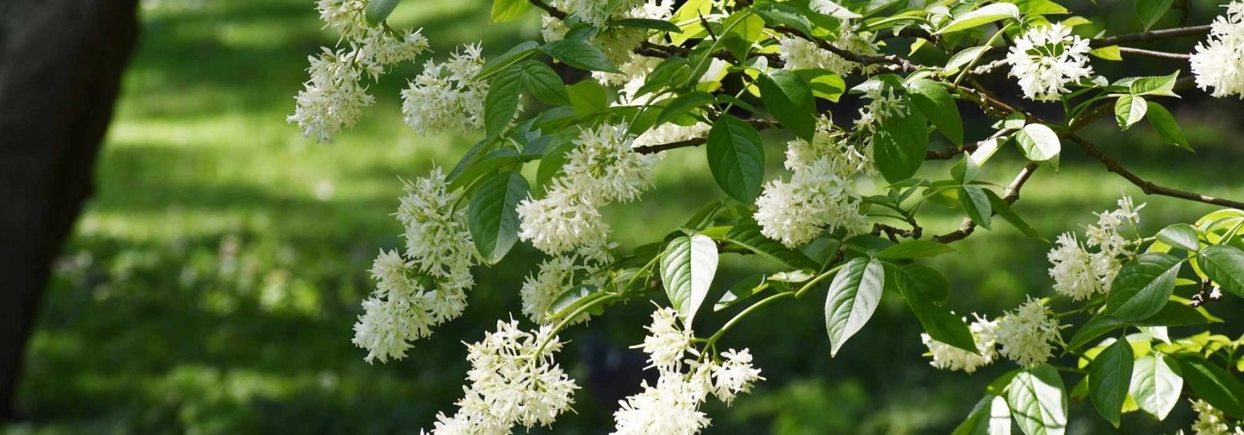 Staphylea - Bladdernut: Planting and Cultivation