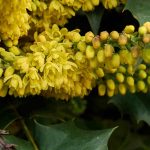 Pruning Mahonia: when and how?