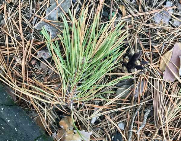 Pine needles and soil acidity: a myth debunked!