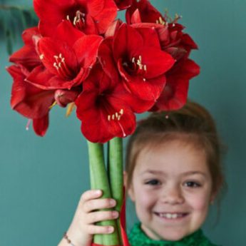 Growing an Amaryllis with children