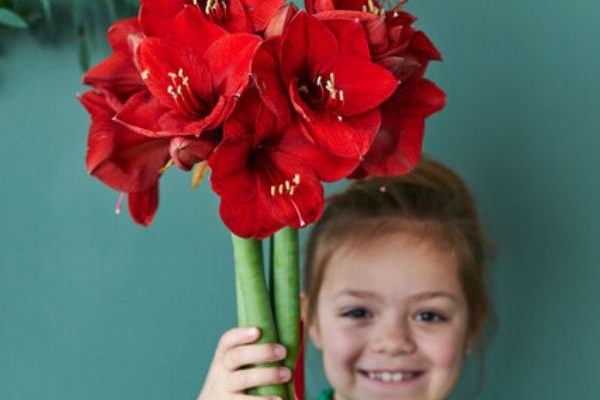 Growing an Amaryllis with children
