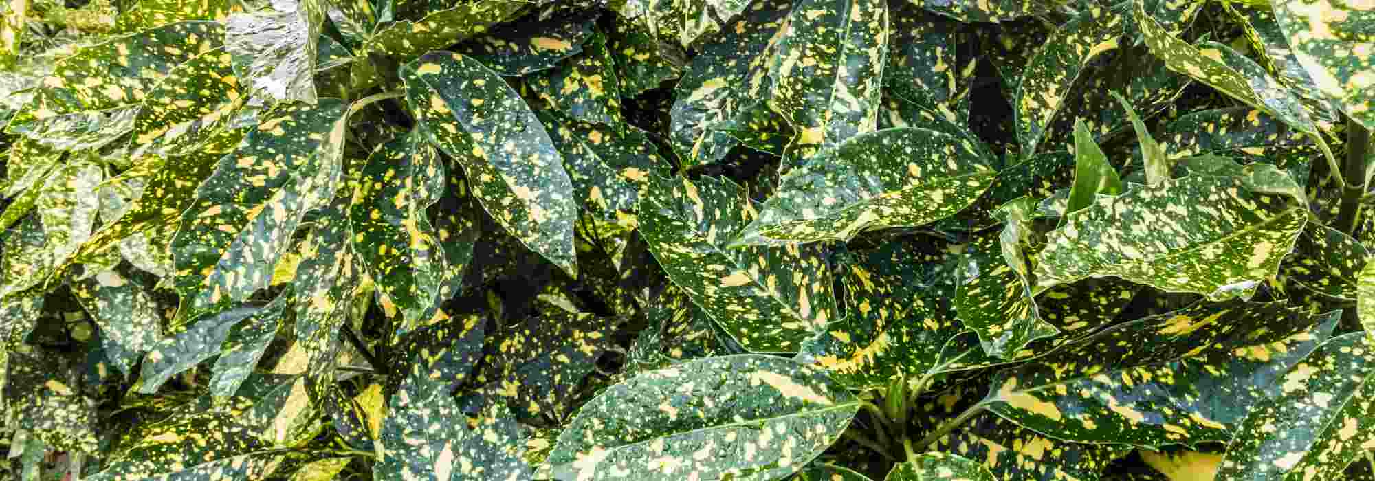 Associate the Aucuba or Japanese Laurel