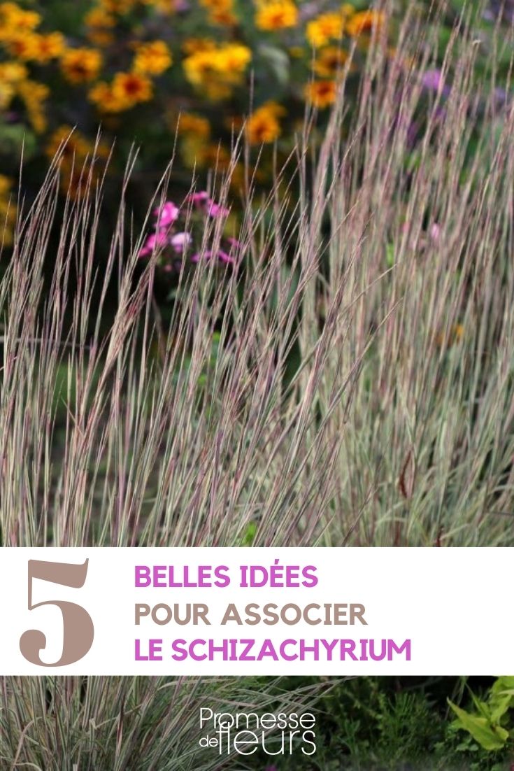 [plant1="Schizachyrium"] to other grasses in your garden can create beautiful and harmonious landscapes.