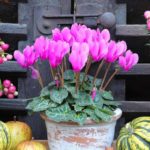 A flowering balcony in autumn: our tips