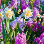 Bulbs: flowers for every season