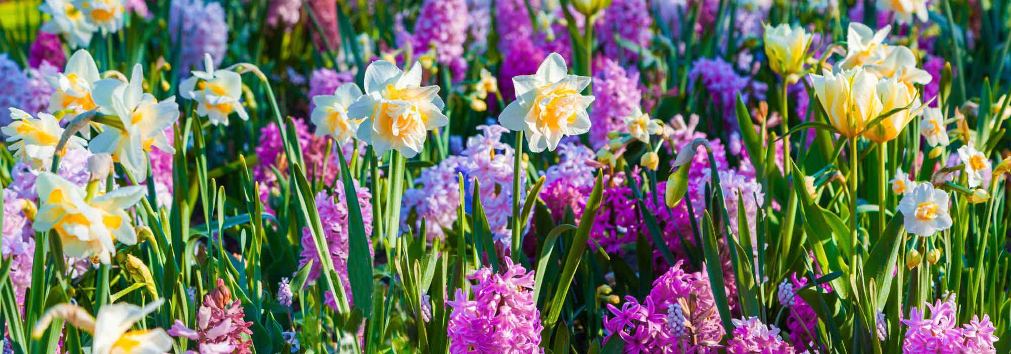 Bulbs: flowers for every season