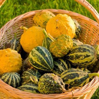 Gourds: harvest and storage