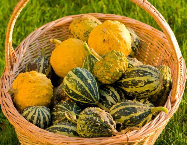 Gourds: harvest and storage