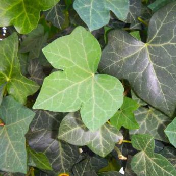 How to Make Ivy Leaf Liquid Fertiliser? Recipe and Uses