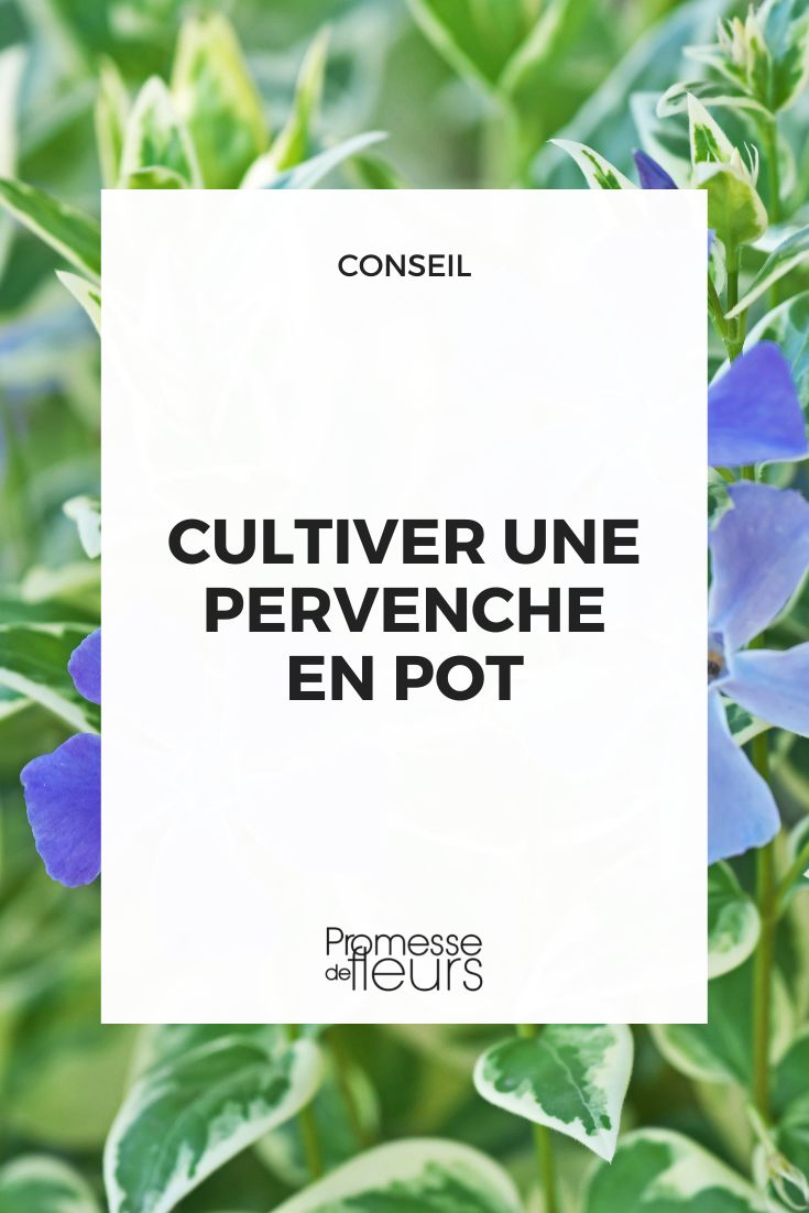 [plant id="pervenche" growing="pot"]