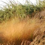 How to create a grass hedge?